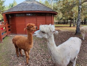 Read more about the article Wycieczka do Parku Korzonek